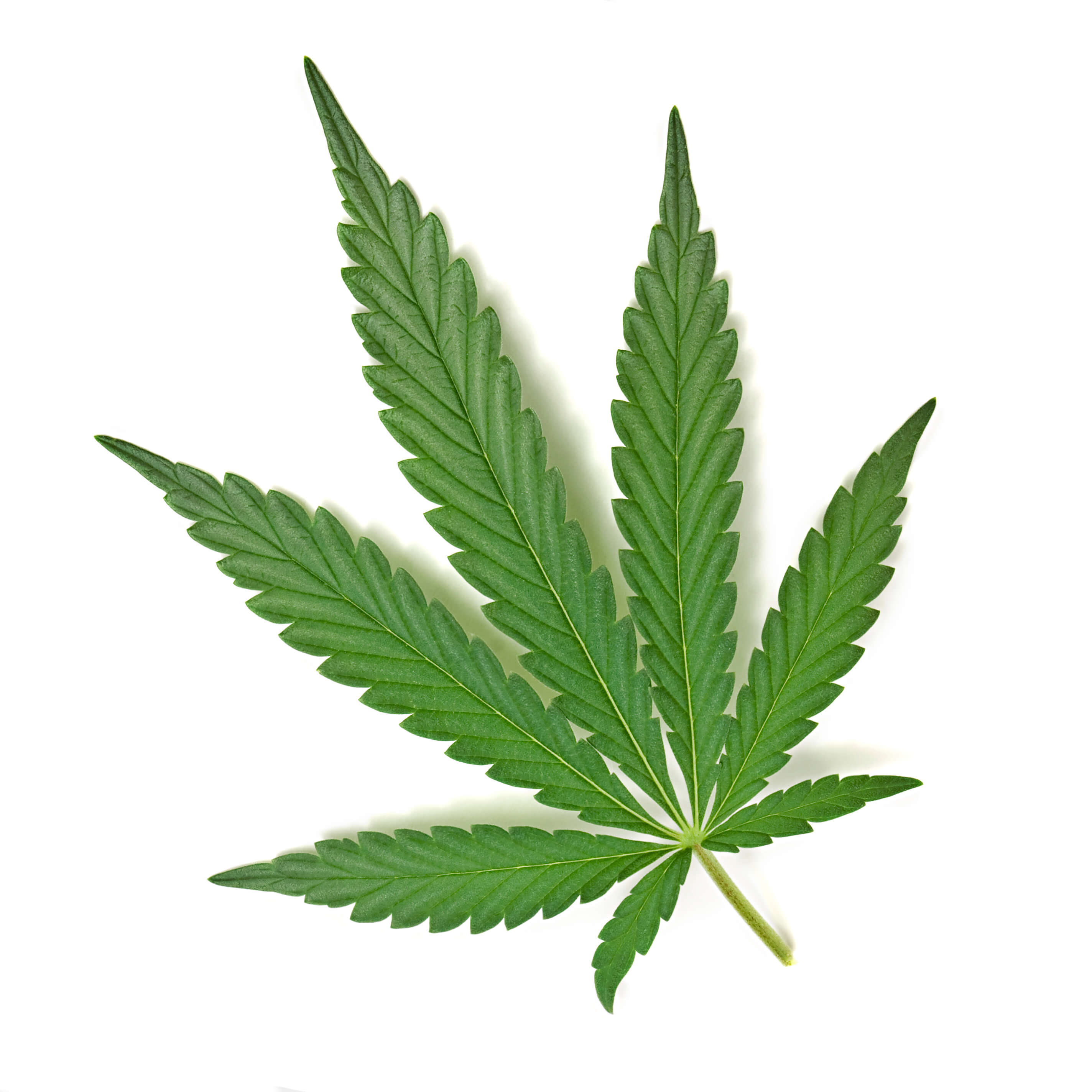 Image: green cannabis leaf